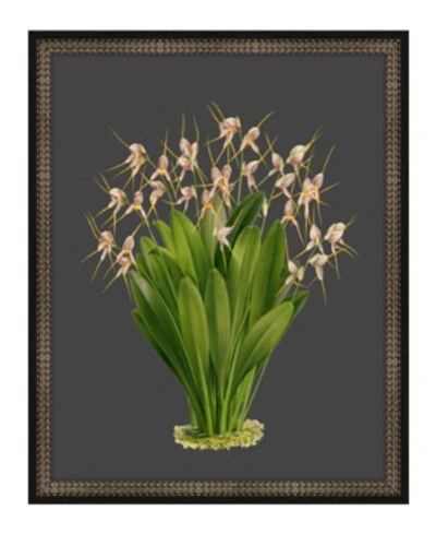 Melissa Van Hise Beautiful Botanical On Black Viii Framed Giclee Wall Art In Multi