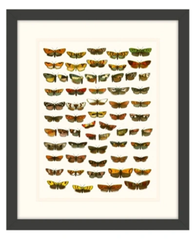 Melissa Van Hise Butterfly Charts I Framed Giclee Wall Art In Multi