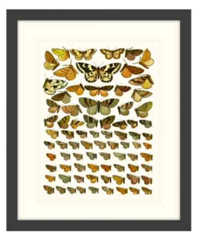 Melissa Van Hise Butterfly Charts Iii Framed Giclee Wall Art In Multi