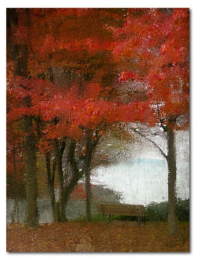 Courtside Market Maple Tree Walk Gallery-wrapped Canvas Wall Art In Multi