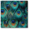 COURTSIDE MARKET PEACOCK GALLERY-WRAPPED CANVAS WALL ART