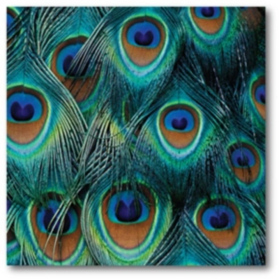 Courtside Market Peacock Gallery-wrapped Canvas Wall Art In Multi