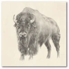 COURTSIDE MARKET WESTERN BISON STUDY GALLERY-WRAPPED CANVAS WALL ART