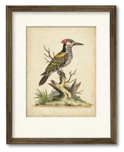 Courtside Market Edwards Woodpecker 16" X 20" Framed And Matted Art In Multi