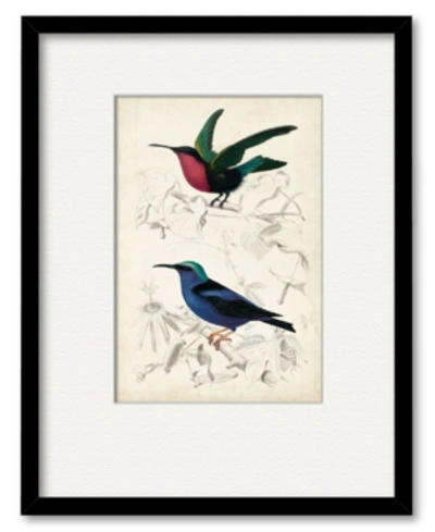 Courtside Market D'orbigny Birds I 16" X 20" Framed And Matted Art In Multi