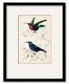 COURTSIDE MARKET D'ORBIGNY BIRDS II 16" X 20" FRAMED AND MATTED ART