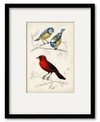 COURTSIDE MARKET D'ORBIGNY BIRDS III 16" X 20" FRAMED AND MATTED ART