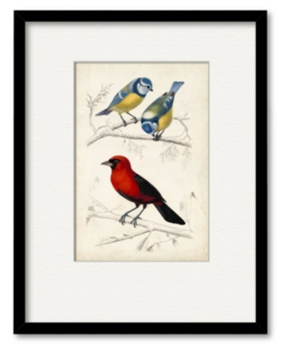 Courtside Market D'orbigny Birds Iii 16" X 20" Framed And Matted Art In Multi