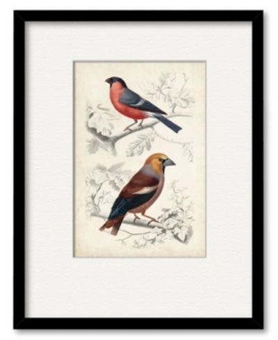 Courtside Market D'orbigny Birds Iv 16" X 20" Framed And Matted Art In Multi