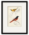 Courtside Market D'orbigny Birds Viii 16" X 20" Framed And Matted Art In Multi