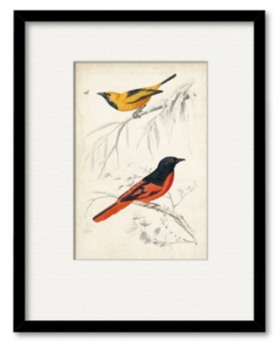 Courtside Market D'orbigny Birds Viii 16" X 20" Framed And Matted Art In Multi