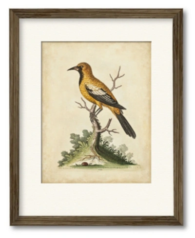 Courtside Market Edwards Gold Finch 16" X 20" Framed And Matted Art In Multi