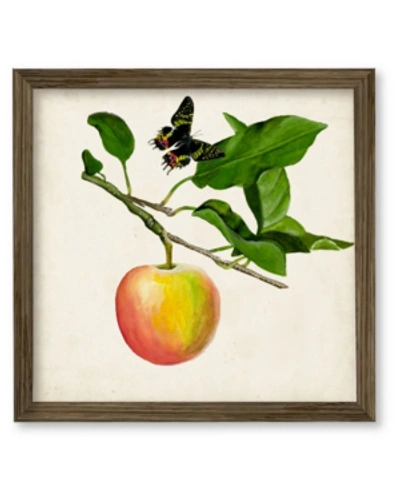 Courtside Market Fruit With Butterflies Iv 24" X 24" Framed Canvas Wall Art In Multi