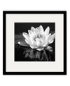 COURTSIDE MARKET WATERLILY FLOWER I 16" X 16" FRAMED AND MATTED ART