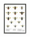 Stupell Industries Bees Scientific Vintage-inspired Illustration Framed Giclee Art, 16" X 20" In Multi