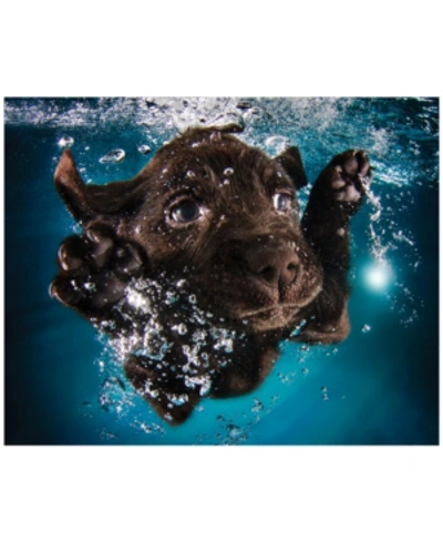 Empire Art Direct Lab Frameless Free Floating Tempered Glass Panel Graphic Underwater Dog Wall Art, 16" X 20" X 0.2" In Blue