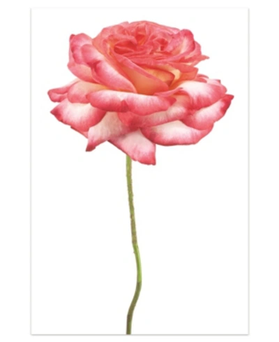 Empire Art Direct Pink Rose On White Frameless Free Floating Tempered Glass Panel Graphic Wall Art, 48" X 32" X 0.2"