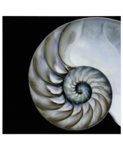 Empire Art Direct Pearly Nautilus Frameless Free Floating Tempered Glass Panel Graphic Wall Art, 36" X 36" X 0.2" In Black
