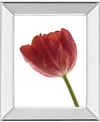 CLASSY ART RED TULIP BY ART PHOTO PRO MIRROR FRAMED PRINT WALL ART, 22" X 26"
