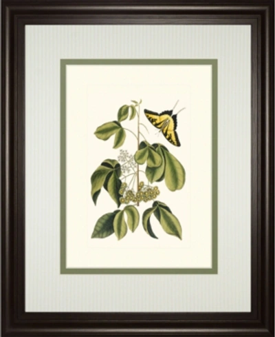 Classy Art Papilio Antilochus By Marc Catesby Framed Print Wall Art, 34" X 40" In Green