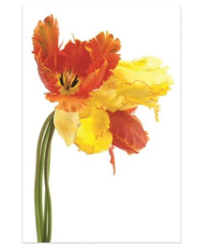 Empire Art Direct Orange Yellow Parrot Tulip On White Frameless Free Floating Tempered Glass Panel Graphic Wall Art, 4