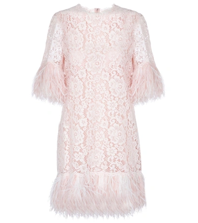Dolce & Gabbana Feather-trimmed Cotton-blend Guipure Lace Mini Dress In Pale Pink