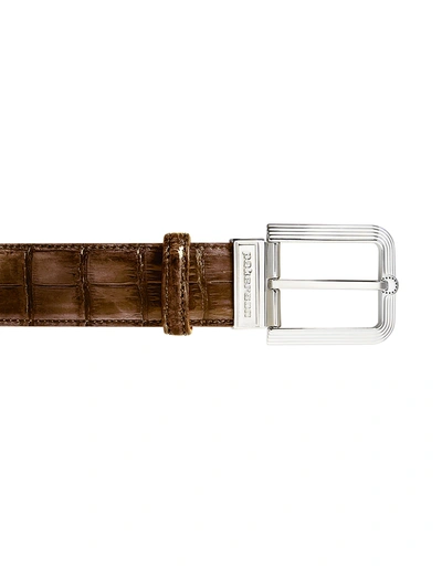 Pakerson Designer Men's Belts Fiesole Timber Alligator Leather Belt W/ Silver Buckle In Marron