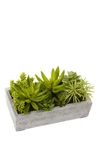 NEARLY NATURAL SUCCULENT GARDEN WITH CONCRETE PLANTER,840703112750