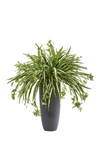 NEARLY NATURAL 33" SPIDER ARTIFICIAL PLANT,840703161192