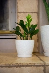 Flora Bunda Matte White 5.75-inch Cathedral Ceramic Saucer Planter In Matte White