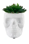 Flora Bunda 4.5x3.5 Ceramic Sugar Skull Succulent In White