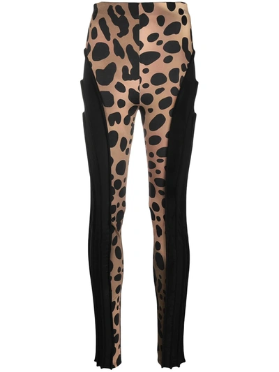 Just Cavalli Leopard Print Contrast Leggings In Black