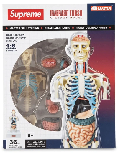 Supreme Male Anatomy Model In Multicolour