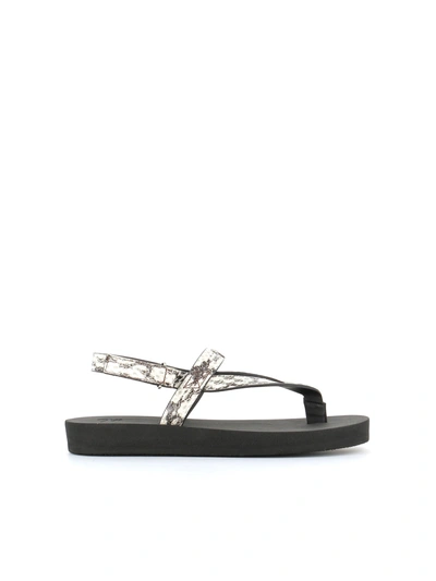 Giuseppe Zanotti Flip-flop In White/black