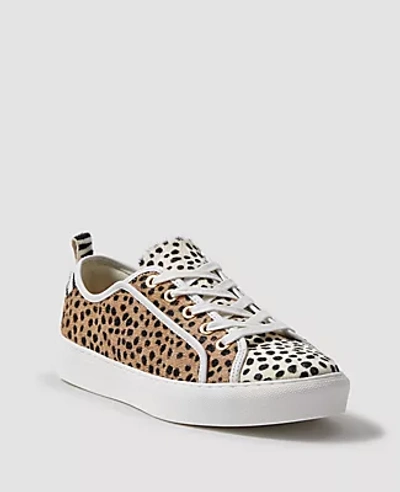Ann Taylor Natalia Spotted Haircalf Sneakers In Brown Multi