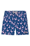 Tom & Teddy Kids' Flamingo Print Swim Trunks In Rose And Blue