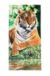 Apollo Towels Tiger Resting Beach Towel 30" X 60" In Multi