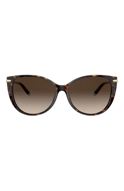 Tiffany & Co 57mm Gradient Cat Eye Sunglasses In Dark Havana