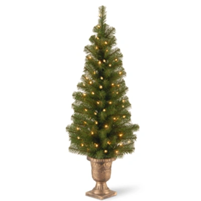 National Tree Company 4' Montclair Spruce Entrance Tree In 10" Black/gold Plastic Pot With 50 Clear Lights In Green