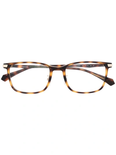 Polaroid Wayfarer-frame Glasses In Braun