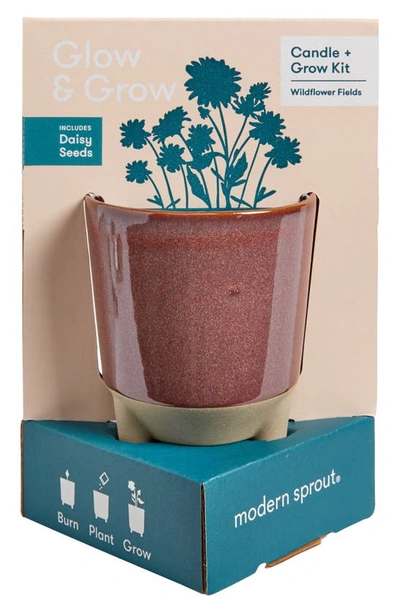 Modern Sprout Glow & Grow Wildflower Fields Candle & Grow Kit In Burgundy