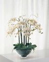 Winward Phalaenopsis In Glass Bowl