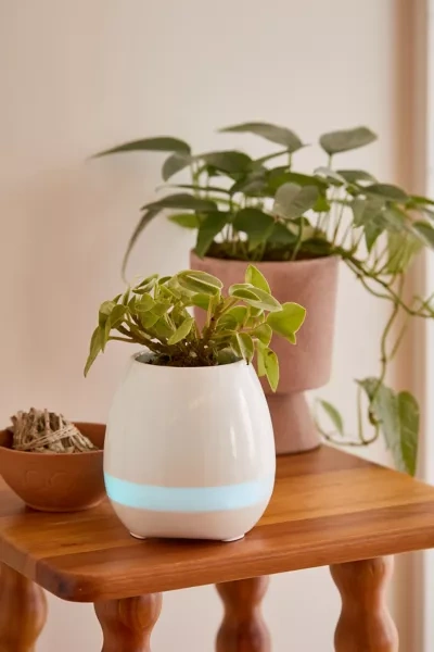 Urban Outfitters Planter Bluetooth Speaker In White