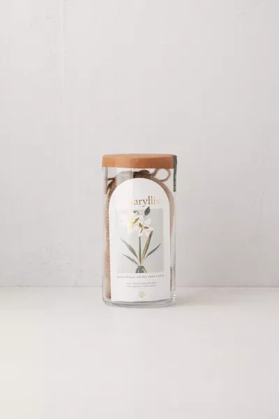 Modern Sprout Amaryllis Bulb Kit In White