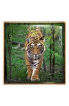 Chantecaille Luminescent Eye Shade Eyeshadow In Tiger