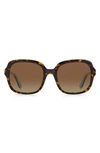 Kate Spade Babbette 55mm Polarized Square Sunglasses In Brown