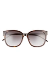 Saint Laurent 57mm Cat Eye Sunglasses In Havana