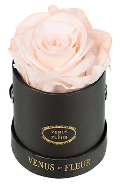 Venus Et Fleur Mini Round Black Classic In Blush