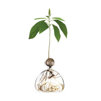 Ilex Studio Avocado Vase In Clear
