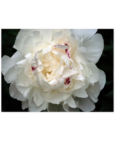 Trademark Global Perfect Peony By Kurt Shaffer Canvas Art In No Color